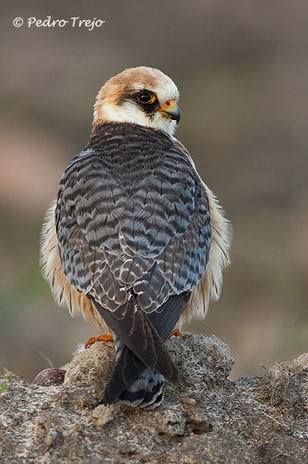 Cernicalo patirrojo (Falco vespertinus)